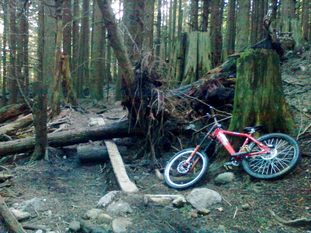 Downed Tree Removed from Lower Oilcan