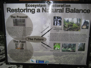 Floppy Bunny Update and Tree Removal on Fromme