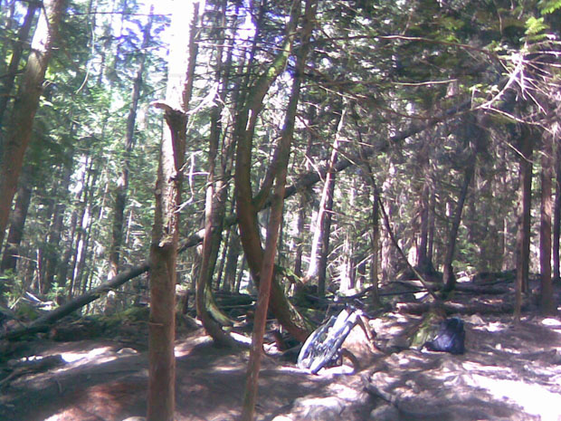 Danger Tree on Bridle Path