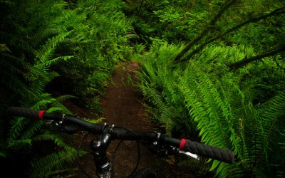 Bottletop Evening Trail Maintenance Wednesday, August 8th at 6pm