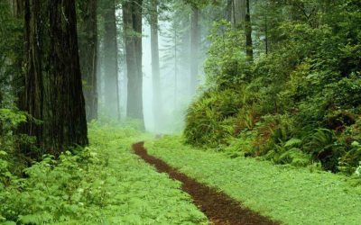 NSMBA seeks help with Business Case for Annual Trail Crew