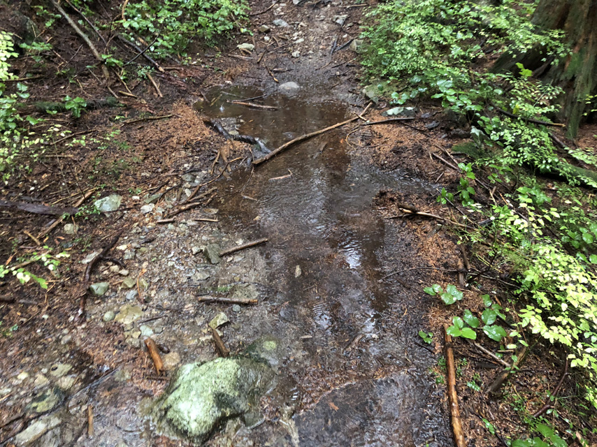 A trail in the forest covered by a large puddle of water that looks very uninviting.
